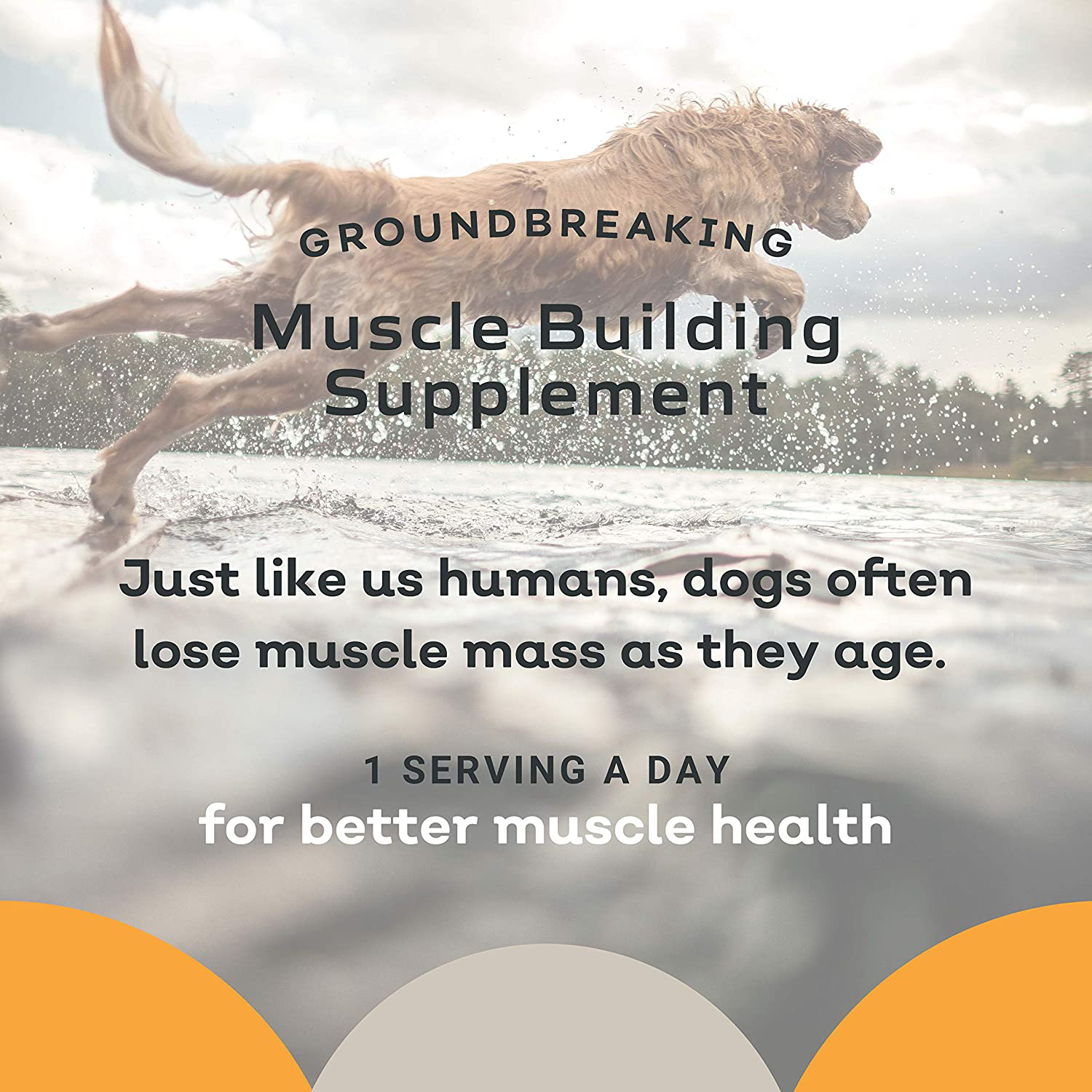 MYOS Canine Muscle Formula - Clinically Proven All-Natural Muscle Building Supplement - Reduce Muscle Loss in Aging Dogs