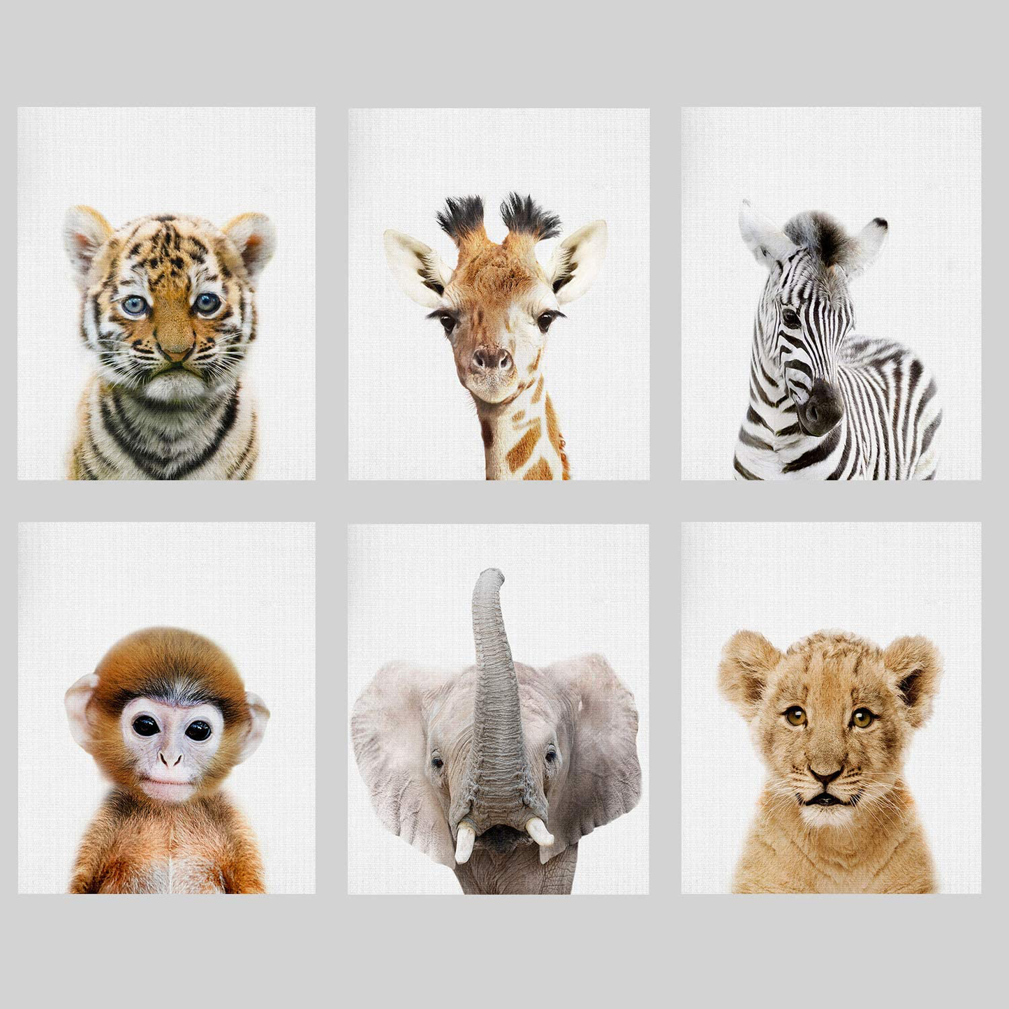 Baby Animal Posters and Prints - EPHANY ART YMX016 - Baby Nursery Decor Pictures Set of 6 (Unframed) Cute Animal Photography Wall Prints for Baby Boys & Girls Room YMX016 (8"x10"(20x25cm))