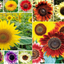 1,000+ Sunflower Seeds for Planting - Jumbo Mix Pack - 15+ Varieties - (Helianthus Annuus) - Non-Gmo Seeds