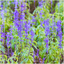 Seed Needs, Sapphire Blue Sage Seeds for Planting (Salvia Farinacea) Twin Pack of 800 Seeds Each