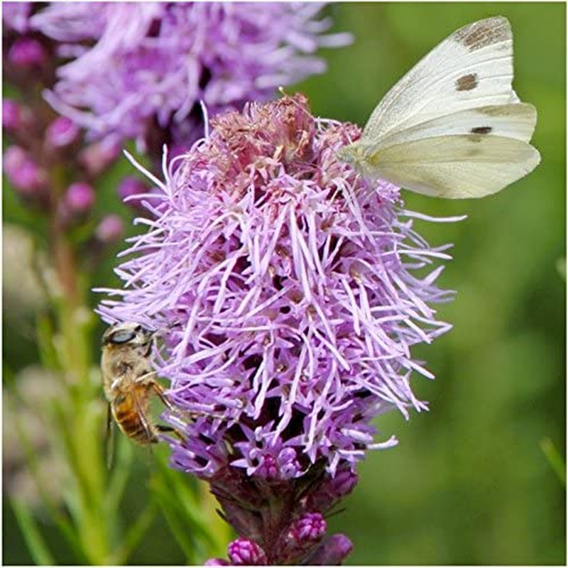 Seed Needs, Butterfly Attracting All Perennial Wildflower Mixture, 30,000 Seeds Bulk Package (99% Pure Live Seed)
