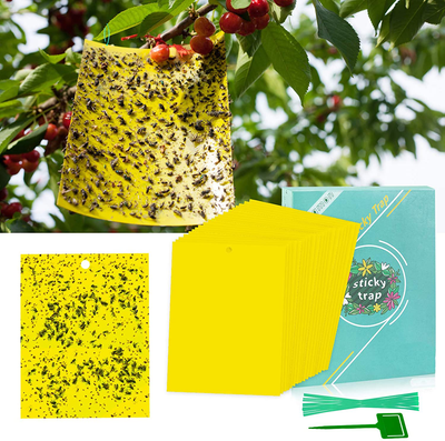 48 Pcs Sticky Traps, Fruit Fly Trap Indoor/Outdoor, Fungus Gnat Killer for Flying Plant Insect Such as Mosquitos, Fruit Fly, Aphids, Leafminers