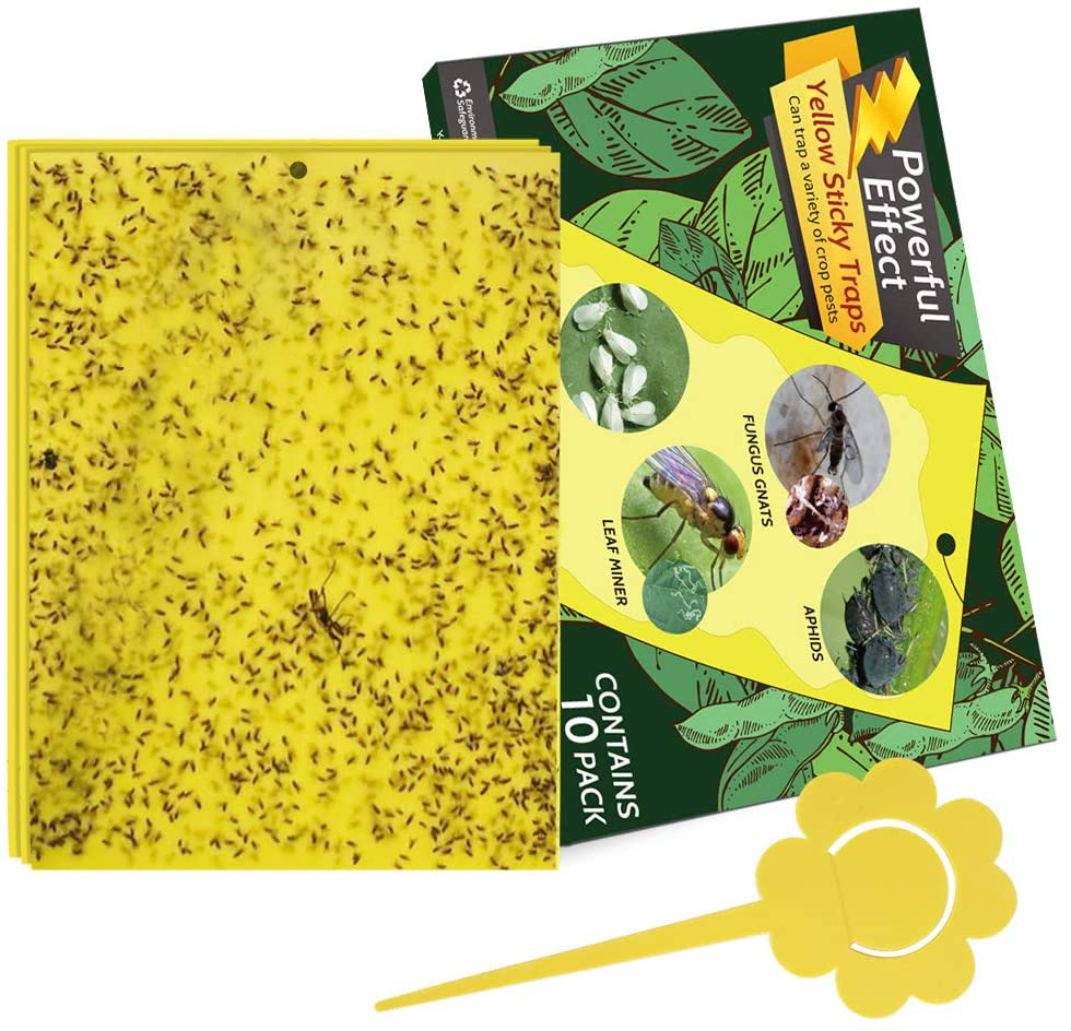 Kensizer 10-Pack Fruit Fly Trap, Yellow Sticky Gnat Traps Killer for Indoor/Outdoor Flying Plant Insect Like Fungus Gnats, Whiteflies, Aphids, Leaf Miners - 6x8 in, Twist Ties Included
