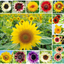 1,000+ Sunflower Seeds for Planting - Jumbo Mix Pack - 15+ Varieties - (Helianthus Annuus) - Non-Gmo Seeds