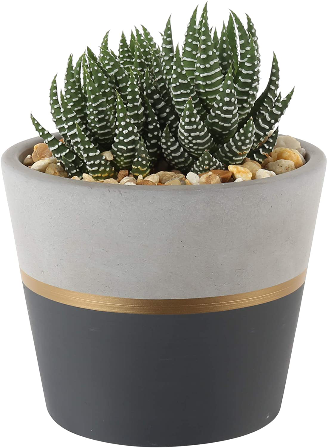 Costa Farms Succulents Fully Rooted Live Indoor Plant, 4-Inch Haworthia, in Black Gold Décor Ceramic Room Decor