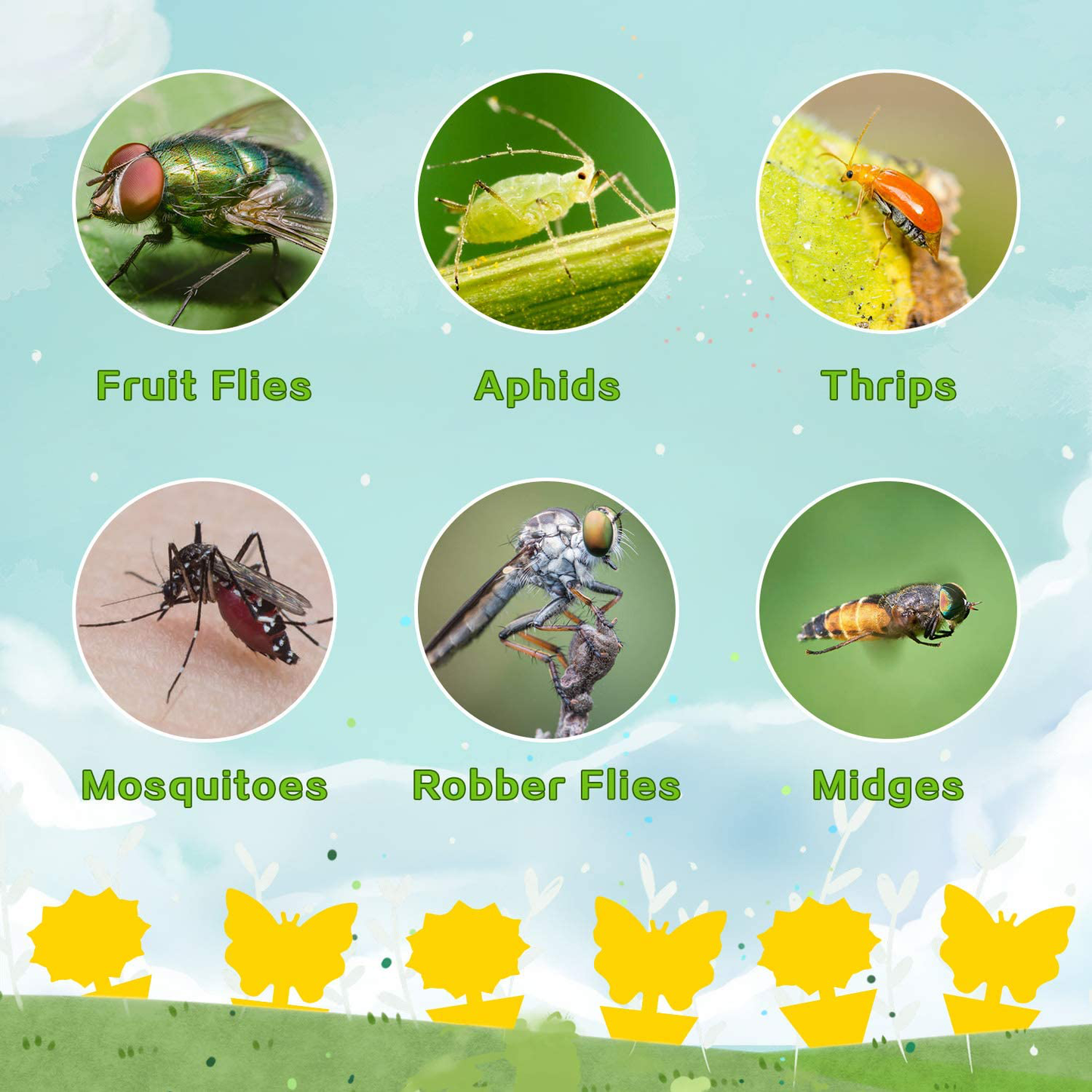 36PCS Fruit Fly Sticky Traps Fungus Gnat Traps Insect Trap for Plants Kitchen Indoor Outdoor White Flies Mosquitos Fungus Gnats Flying Insects Houseplant Gift