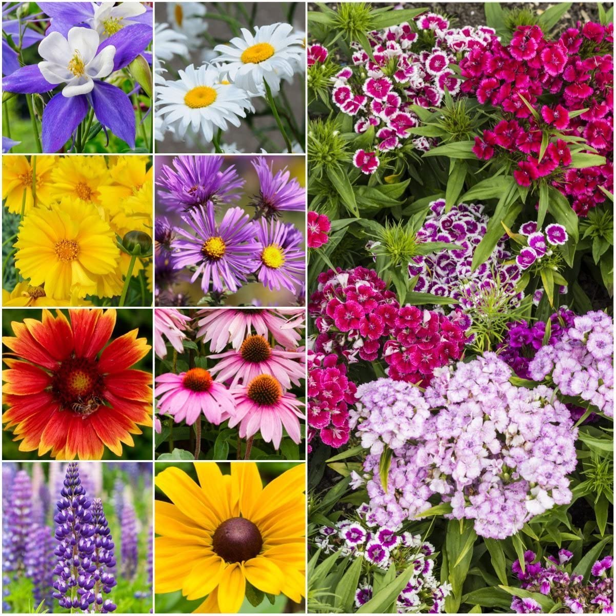 Seed Needs, Butterfly Attracting All Perennial Wildflower Mixture, 30,000 Seeds Bulk Package (99% Pure Live Seed)