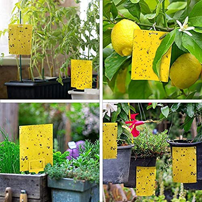 KGK Sticky Traps - 10 Pack, Dual-Sided Yellow Sticky Traps for Fungus Gnats, Aphids, and Other Flying Plant Insects - 6x8 Inches (Twist Ties and Holders Included)