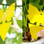 Garsum Yellow Sticky Fruit Fly Traps 12 Pcs Gnat Trap for Indoor/Outdoor Houseplant Sticky Bug Insect Catcher Glue Trappers