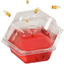 GREENSTRIKE 4 pack Prefilled Fruit Fly Trap - 60004,Red,Small