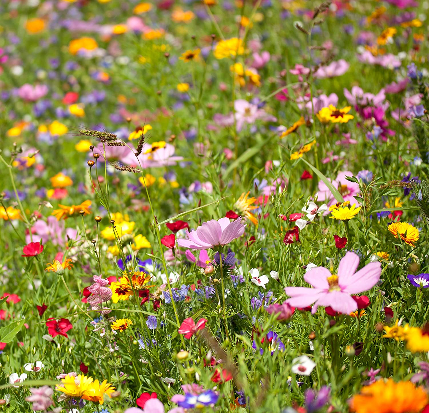 Wildflower Seeds Annual Quick Blooming Mix - Large 1 Ounce Packet over 7,500 Open Pollinated Seeds