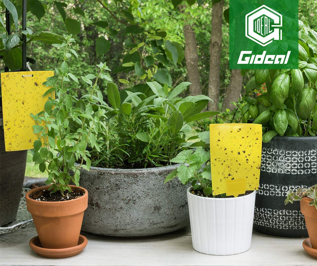 Gideal 10-Pack Dual-Sided Yellow Sticky Traps for Flying Plant Insect Such as Fungus Gnats, Whiteflies, Aphids, Leafminers,Thrips - (6x8 Inches, Included 10pcs Twist Ties)