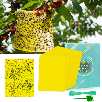 48 Pack Sticky Traps, Fungus Gnat Killer for Indoor/Outdoor, Insect Catcher for Fungus Gnat, Fruit Fly and Other Insects, Protect The Plant