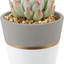 Costa Farms Succulents Fully Rooted Live Indoor Plant, 4-Inch Haworthia, in Black Gold Décor Ceramic Room Decor