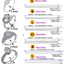 2 Styles Invisible Ring Size Adjuster for Loose Rings – Ring Guard, Ring Sizer, 11 Sizes Fit for Man and Woman Ring