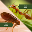 BioAdvanced 700310A Ant & Termite Killer Plus Carpenter Bee Pesticide, 40-Ounce, Concentrate