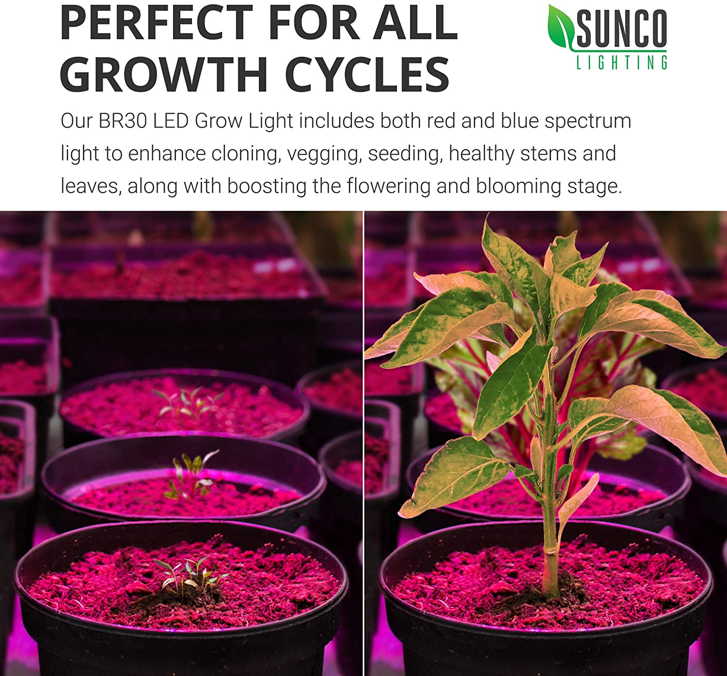 Sunco Lighting Plant Lights for Indoor Growing, BR30 LED Grow Light for Indoor Plants Full Spectrum, 8W=75W, E26 Base, Frosted Bulb, 120V, Indoor Gardening, for Greenhouse Year round UL 4 Pack