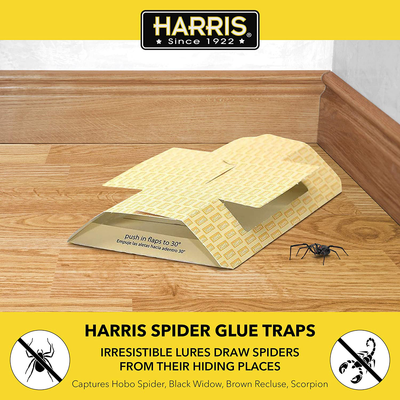 HARRIS Spider Glue Traps, Pesticide Free (2-Pack), Kills Brown Recluse, Hobo Spider, Black Widow and More