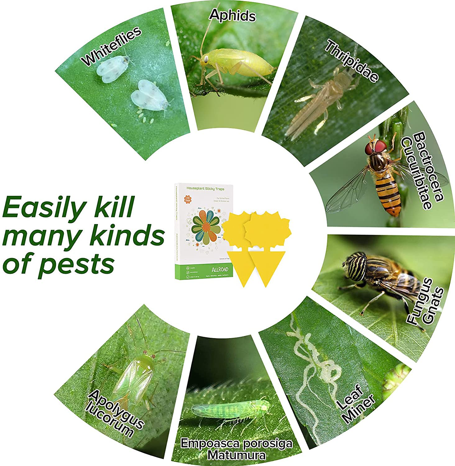 ALLRoad 12 Pcs Yellow Sticky Trap Fruit Fly Insect Trap Fungus Gnat Killer for Indoor and Outdoor Plant Insect Catcher for White Flies,Mosquitoes,Fungus Gnats,Flying Insects