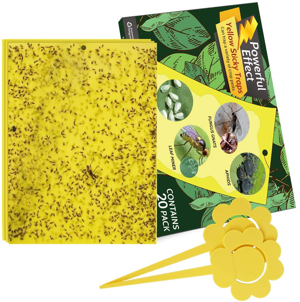 Kensizer 20-Pack Fruit Fly Trap, Yellow Sticky Gnat Traps Killer for Indoor/Outdoor Flying Plant Insect Like Fungus Gnats, Whiteflies, Aphids, Leaf Miners - 6x8 in, Twist Ties Included