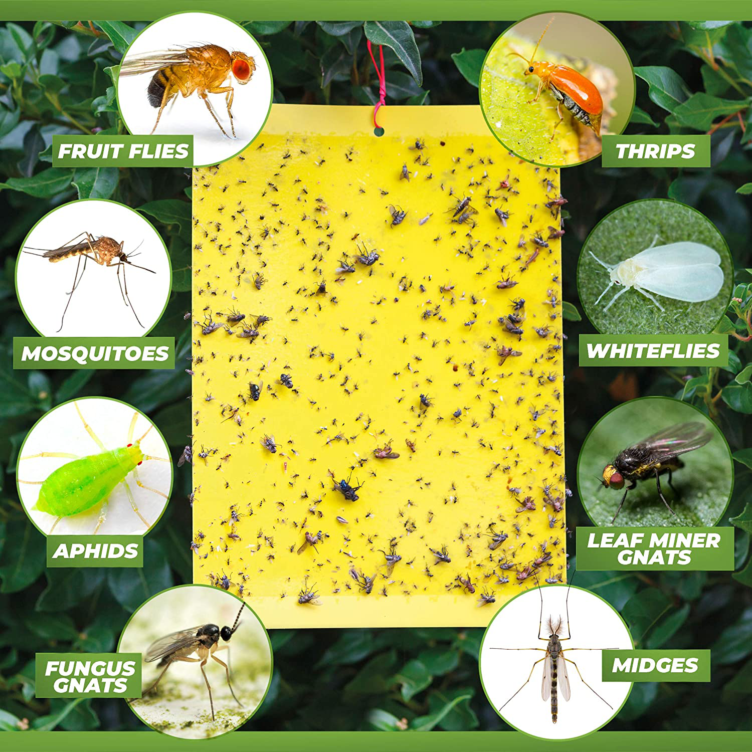 Fruit Fly Sticky Traps, Sticky Traps for Bugs 96 Pack Yellow Double Side  Sticky Trap with Shovel for Gnat, Fruit Fly, White Fly, Aphid, Leaf Miner