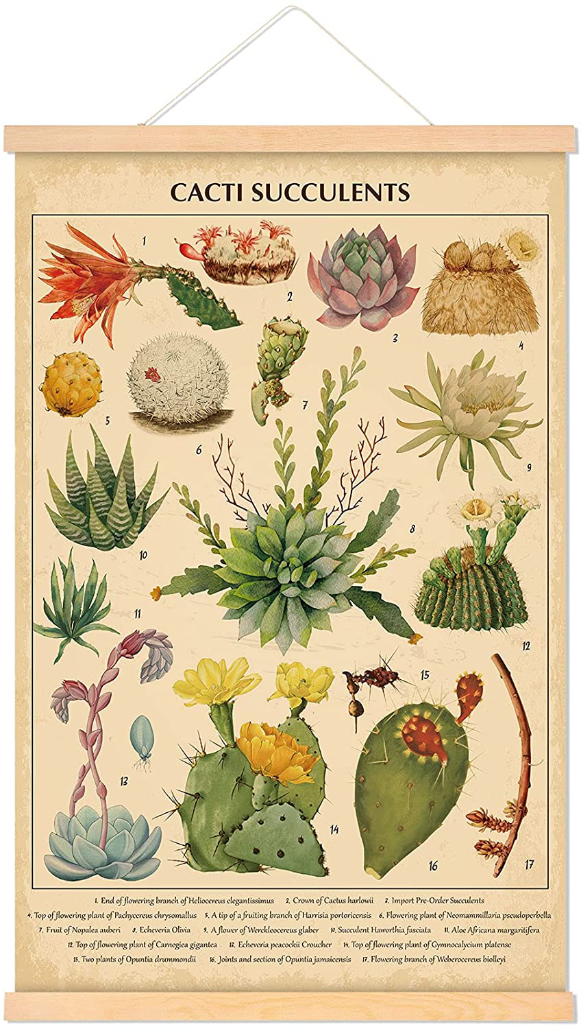 Vintage Cacti Succulents Poster Cactus Wall Art Prints Rustic Cactus Hanging Wall Decor Hanging Canvas Frame Wall Poster for Living Room Office Classroom Bedroom Dining Room Decor, 15.7 x 23.6 Inch