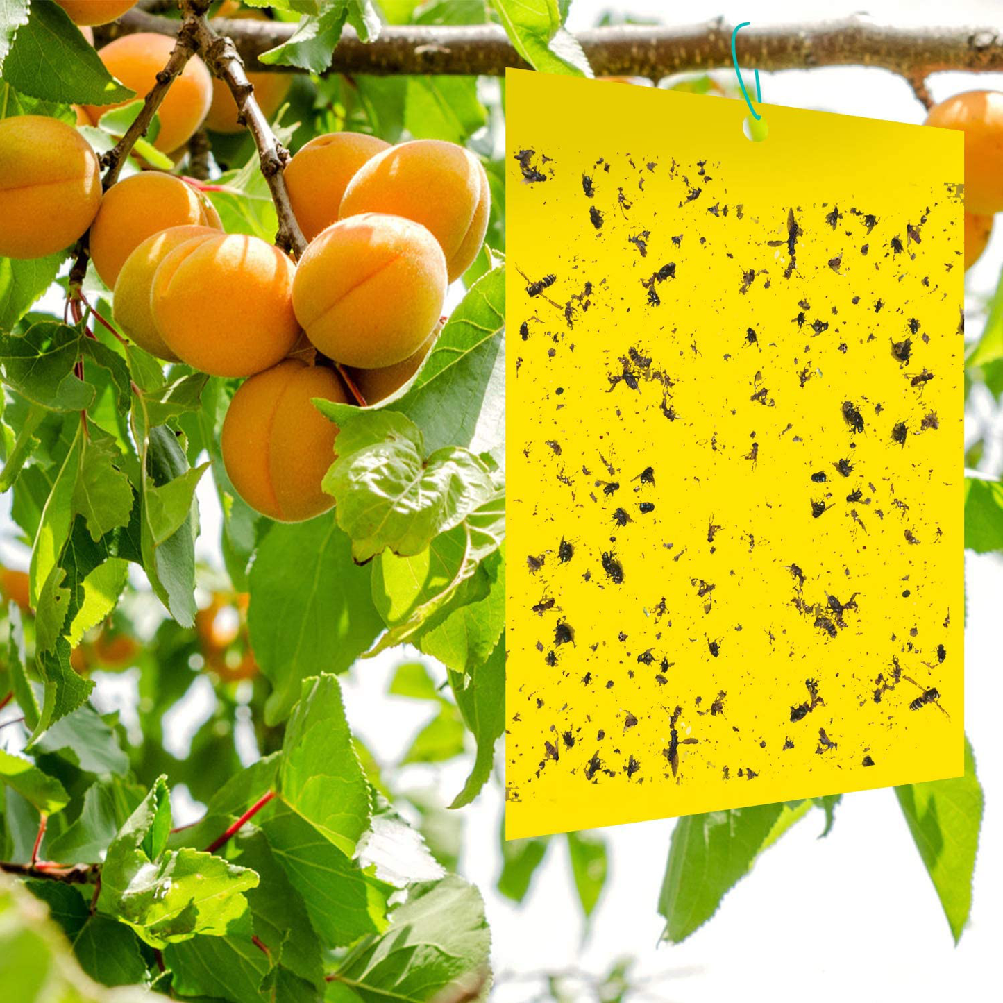 48 Pcs Sticky Traps, Fruit Fly Trap Indoor/Outdoor, Fungus Gnat Killer for Flying Plant Insect Such as Mosquitos, Fruit Fly, Aphids, Leafminers