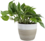 Costa Farms Devil'S Ivy Golden Pothos White-Natural Planter Live Indoor Plant, 10-Inches Tall, Fresh from Our Farm Room Decor