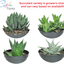Costa Farms Succulents Fully Rooted Live Indoor Plant, 4-Inch Haworthia, in Black Gold Décor Ceramic Room Decor