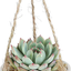 Costa Farms Succulents Fully Rooted Live Indoor Plant, 4-Inch Haworthia, in Black Gold Décor Ceramic Room Decor