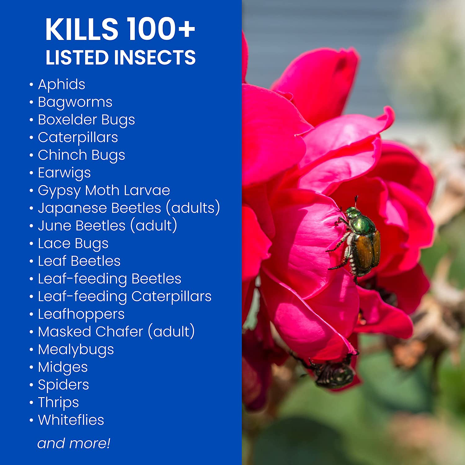 BIOADVANCED 708570 24 oz Rose & Flower Insect Killer RTU, 24-Ounce, White