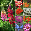 Seed Needs, Bird and Butterfly Wildflower Mixture (99% Pure Live Seed) Bulk Package of 30,000 Seeds