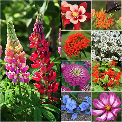 Seed Needs, Bird and Butterfly Wildflower Mixture (99% Pure Live Seed) Bulk Package of 30,000 Seeds