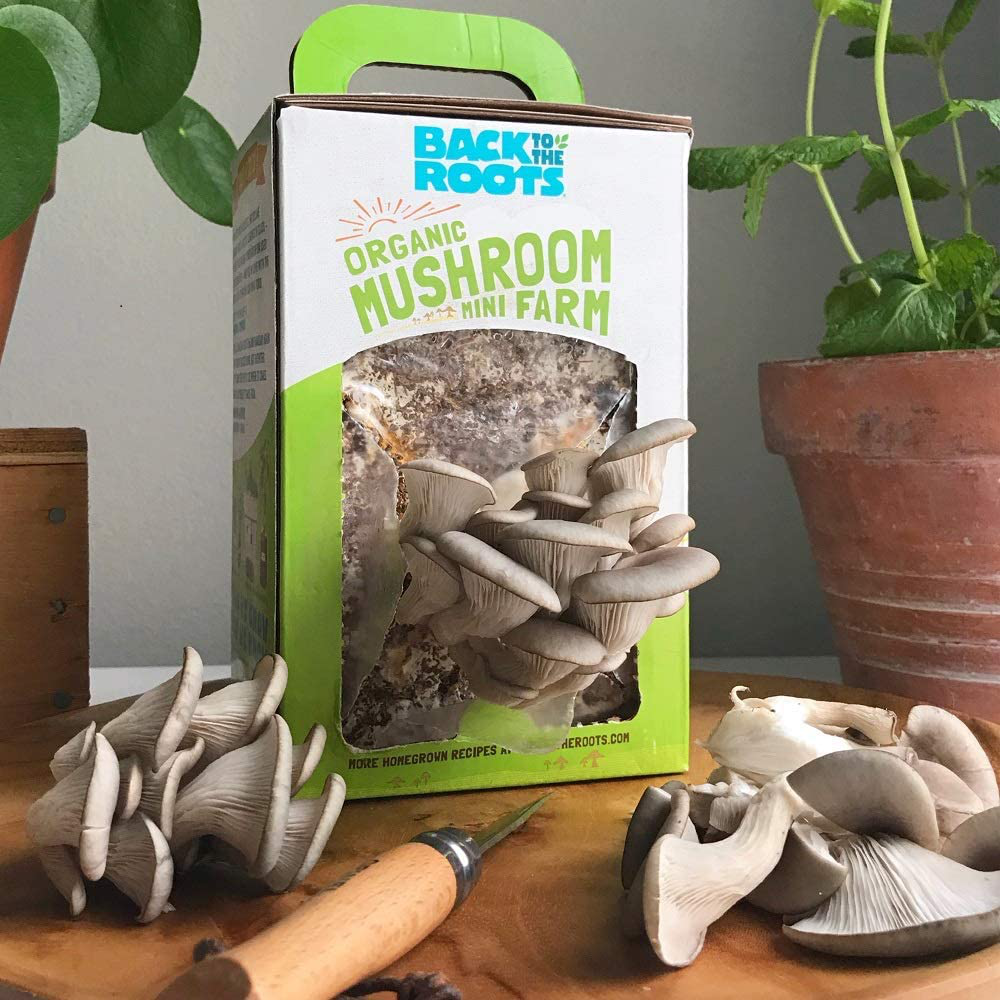 Back to the Roots Organic Mini Mushroom Grow Kit, Harvest Gourmet Oyster Mushrooms in 10 Days, Top Gardening Gift, Holiday Gift, & Unique Gift
