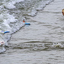 Surfer Dudes Classics Wave Powered Mini-Surfer and Surfboard Toy - Sumatra Sam