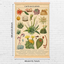 Vintage Cacti Succulents Poster Cactus Wall Art Prints Rustic Cactus Hanging Wall Decor Hanging Canvas Frame Wall Poster for Living Room Office Classroom Bedroom Dining Room Decor, 15.7 x 23.6 Inch