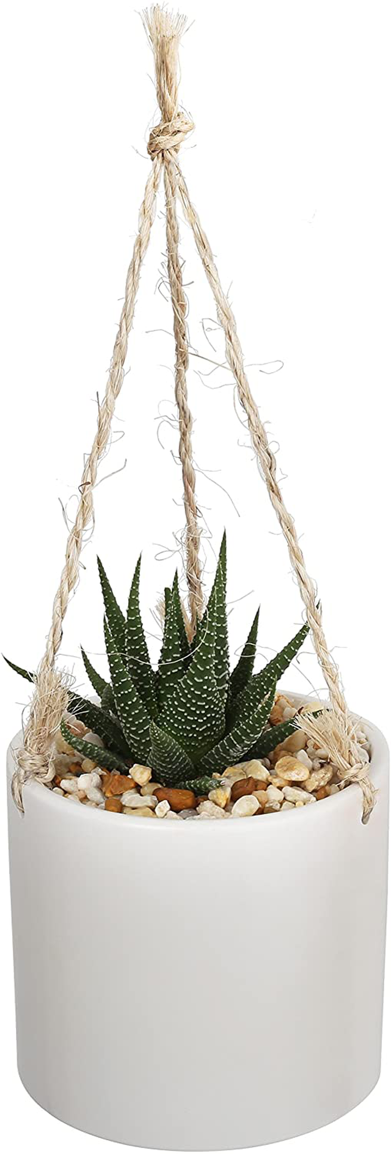 Costa Farms Succulents Fully Rooted Live Indoor Plant, 4-Inch Haworthia, in Black Gold Décor Ceramic Room Decor