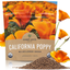 California Orange Poppy Wildflower Seeds - Bulk 1 Ounce Packet - over 20,000 Native Seeds - California State Flower!