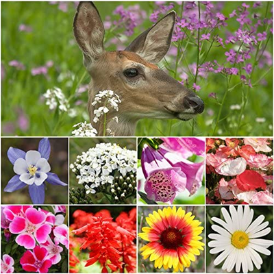 Butterfly Attracting Deer Resistant Wildflower Mixture (100% Pure Live Seed) 30,000 Seeds BULK Package