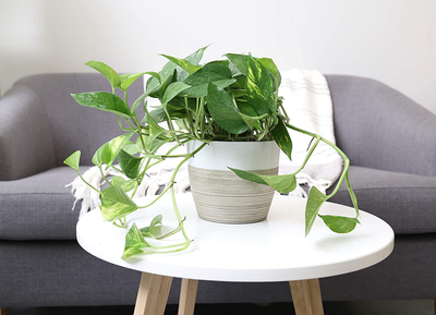 Costa Farms Devil'S Ivy Golden Pothos White-Natural Planter Live Indoor Plant, 10-Inches Tall, Fresh from Our Farm Room Decor