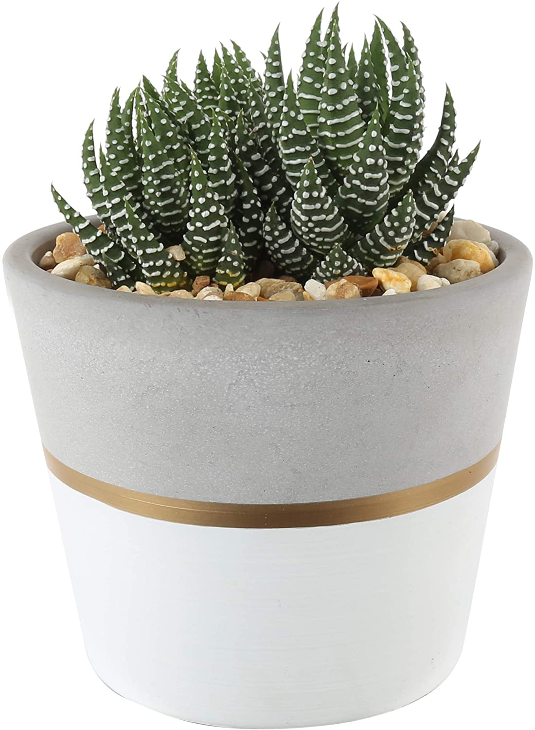 Costa Farms Succulents Fully Rooted Live Indoor Plant, 4-Inch Haworthia, in Black Gold Décor Ceramic Room Decor