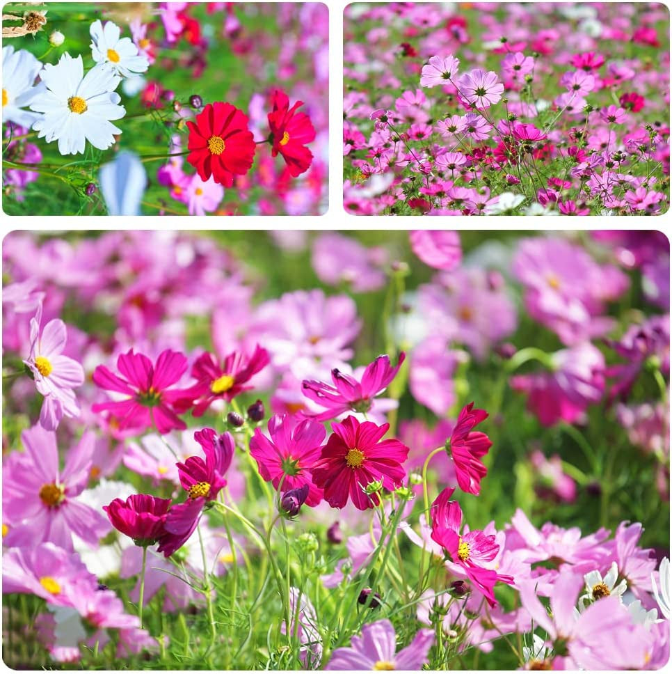 800+ Mix Color Cosmos Bipinnatus Seeds Fragrant Wildflower