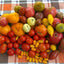 Vegetable Tomato Kaleidoscope Variety Mix (from Small to Giant) - 50 Seeds