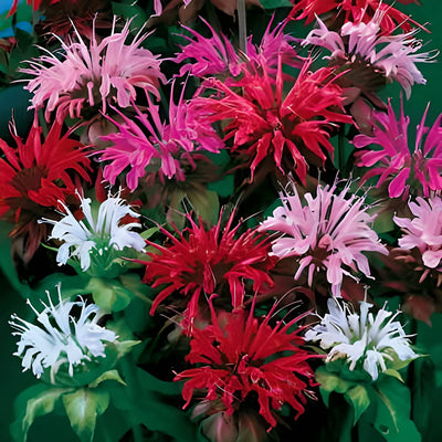 Mix Bee Balm Seeds, Ultra-Colorful Fragrant Flowers, Pack of 100 Seeds