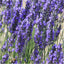 Spike Lavender Seeds for Planting (Lavandula latifolia) Single Package of 500 Seeds - Fragrant Heirloom Attracts Butterflies & Pollinators