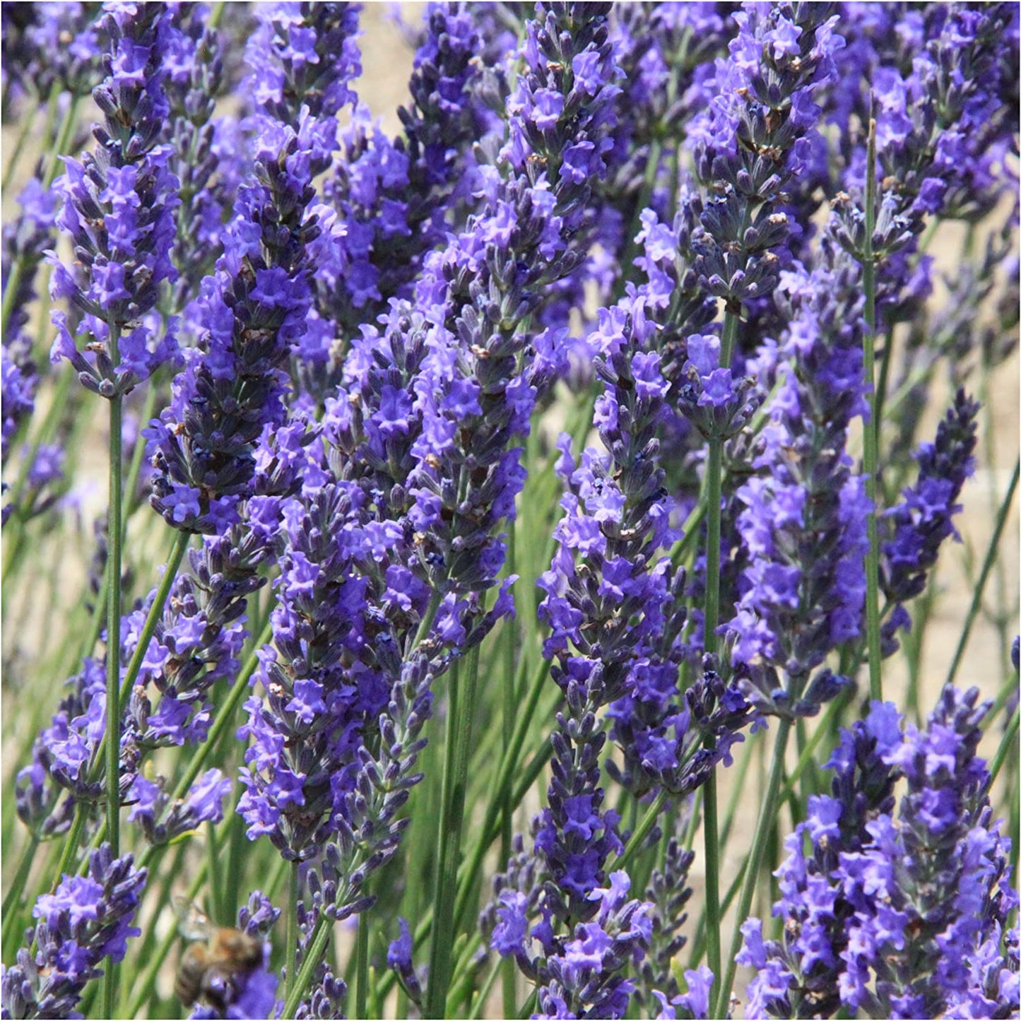 Spike Lavender Seeds for Planting (Lavandula latifolia) Single Package of 500 Seeds - Fragrant Heirloom Attracts Butterflies & Pollinators