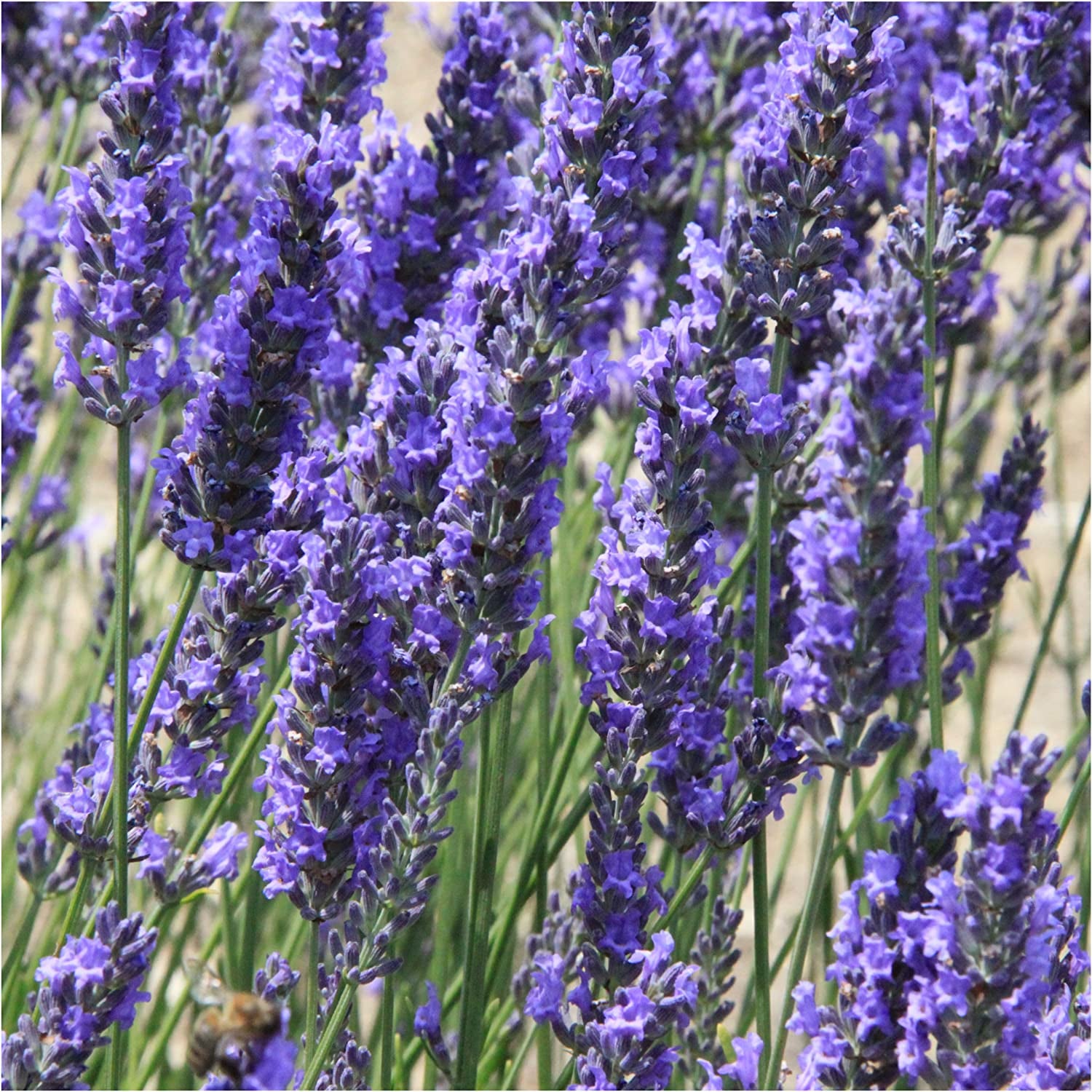 Spike Lavender Seeds for Planting (Lavandula latifolia) Single Package of 500 Seeds - Fragrant Heirloom Attracts Butterflies & Pollinators