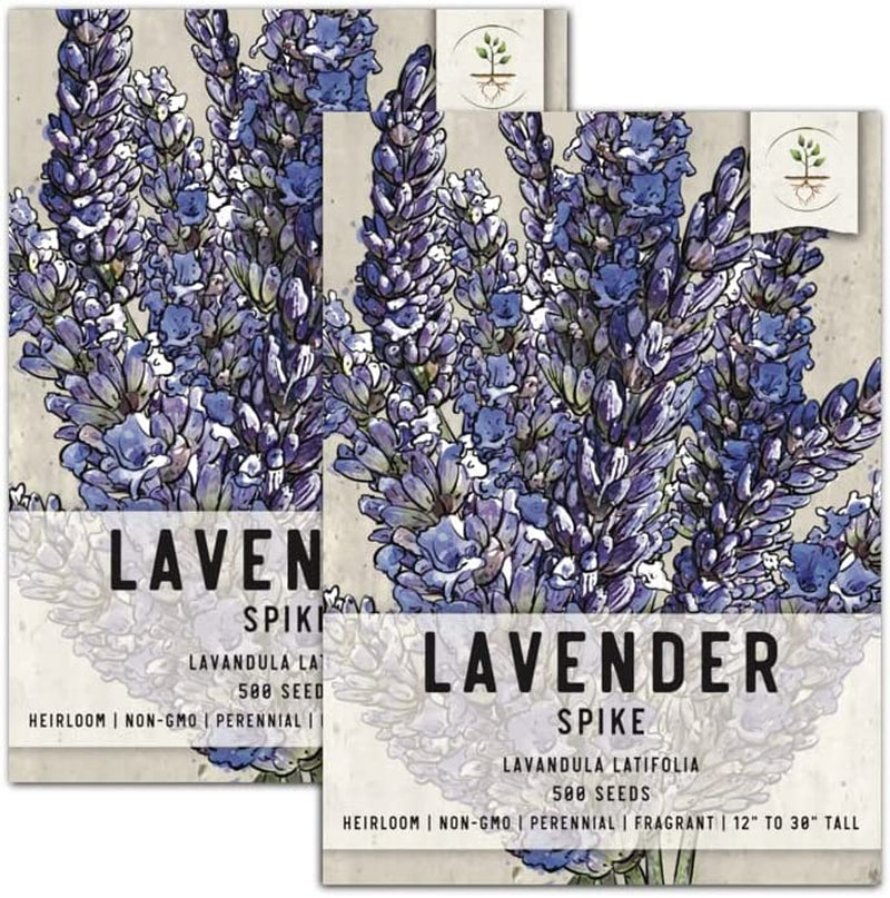 Spike Lavender Seeds for Planting (Lavandula latifolia) Single Package of 500 Seeds - Fragrant Heirloom Attracts Butterflies & Pollinators