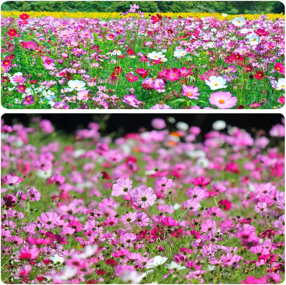 800+ Mix Color Cosmos Bipinnatus Seeds Fragrant Wildflower