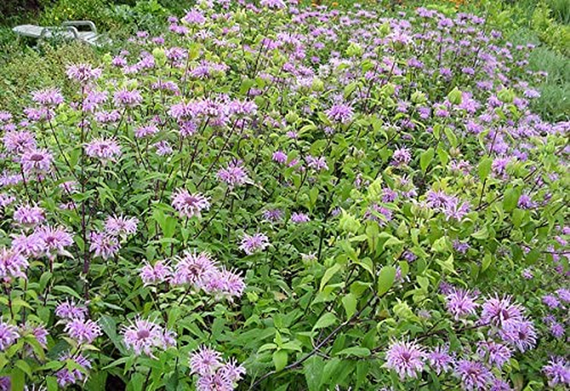 200+ Wild Bergamot Seeds Heirloom Non-GMO Fragrant Mintleaf Bee Balm Oswego Tea Monarda fistulosa menthifolia from USA